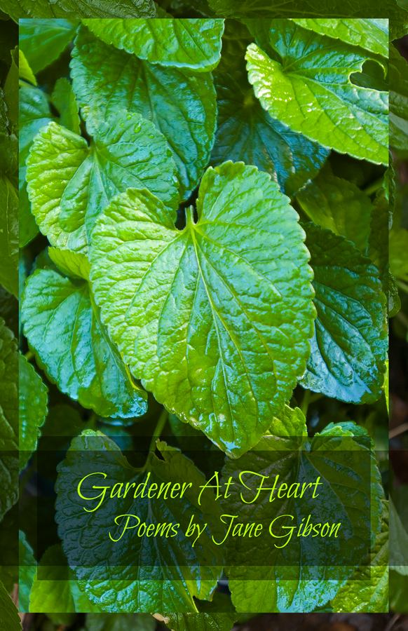 book cover, gardener at heart, poems by jane gibson, showing a photo of the lush green leaves of garden violets in summer with dewdrops